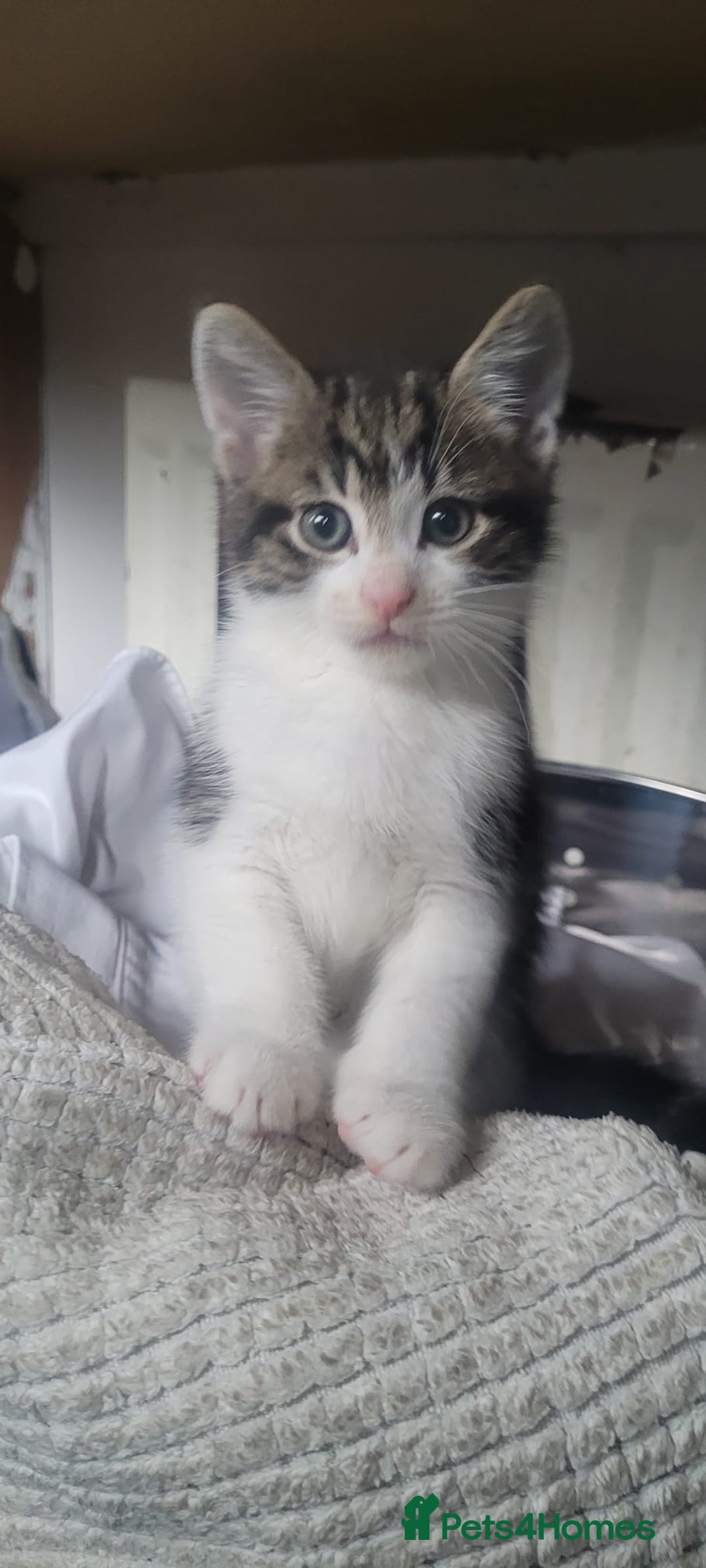 Mixed Breed cats for sale: 9week old kittens looking for their forever home - Image 1