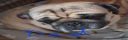 Pug dogs for sale: Pugs Puppies for sale - Advert 20