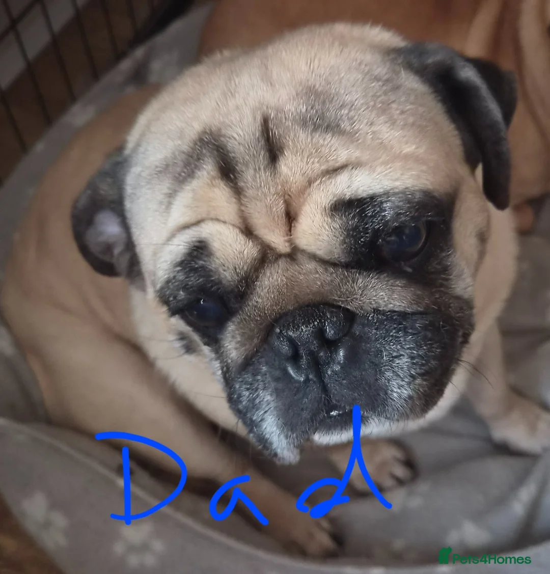 Pug dogs for sale: Pugs Puppies for sale - Advert 20