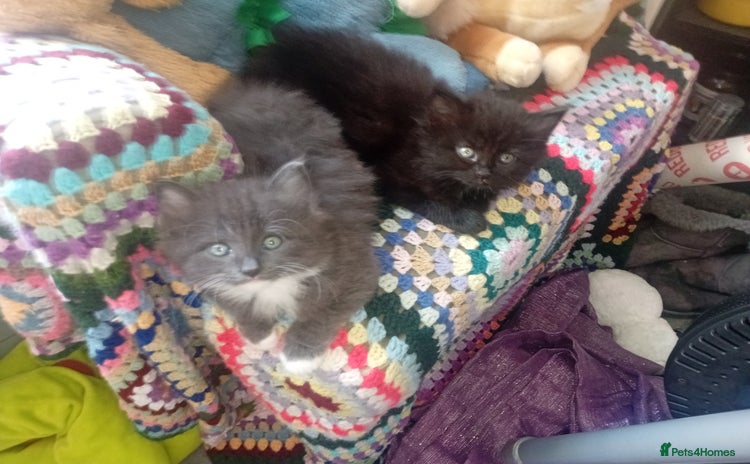 Persian cats - Advert 10