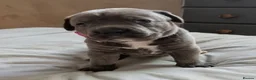 Cane Corso dogs for sale: 8 Beautiful Cane Corso Pups - Advert 6