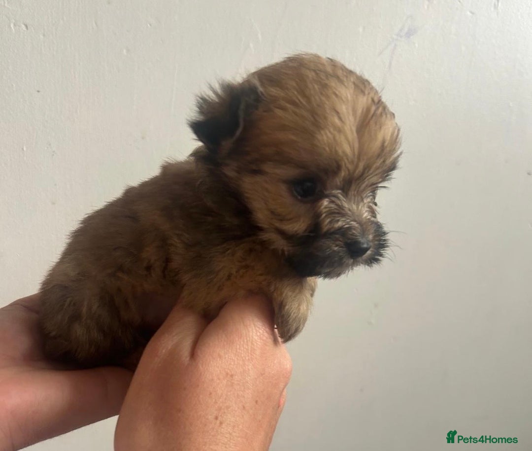 Yorkshire Terrier dogs for sale: Golden Yorkshire Terrier girl - Image 5