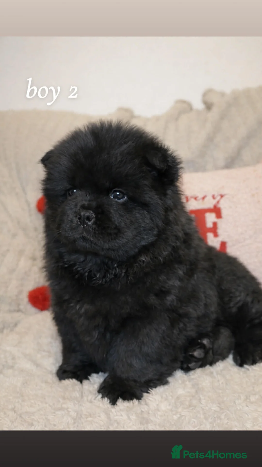 Chow Chow dogs for sale: Chow chow - Advert 4