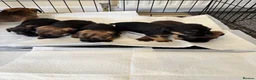 Border Terrier dogs for sale: Kc Border terriers  - Advert 5
