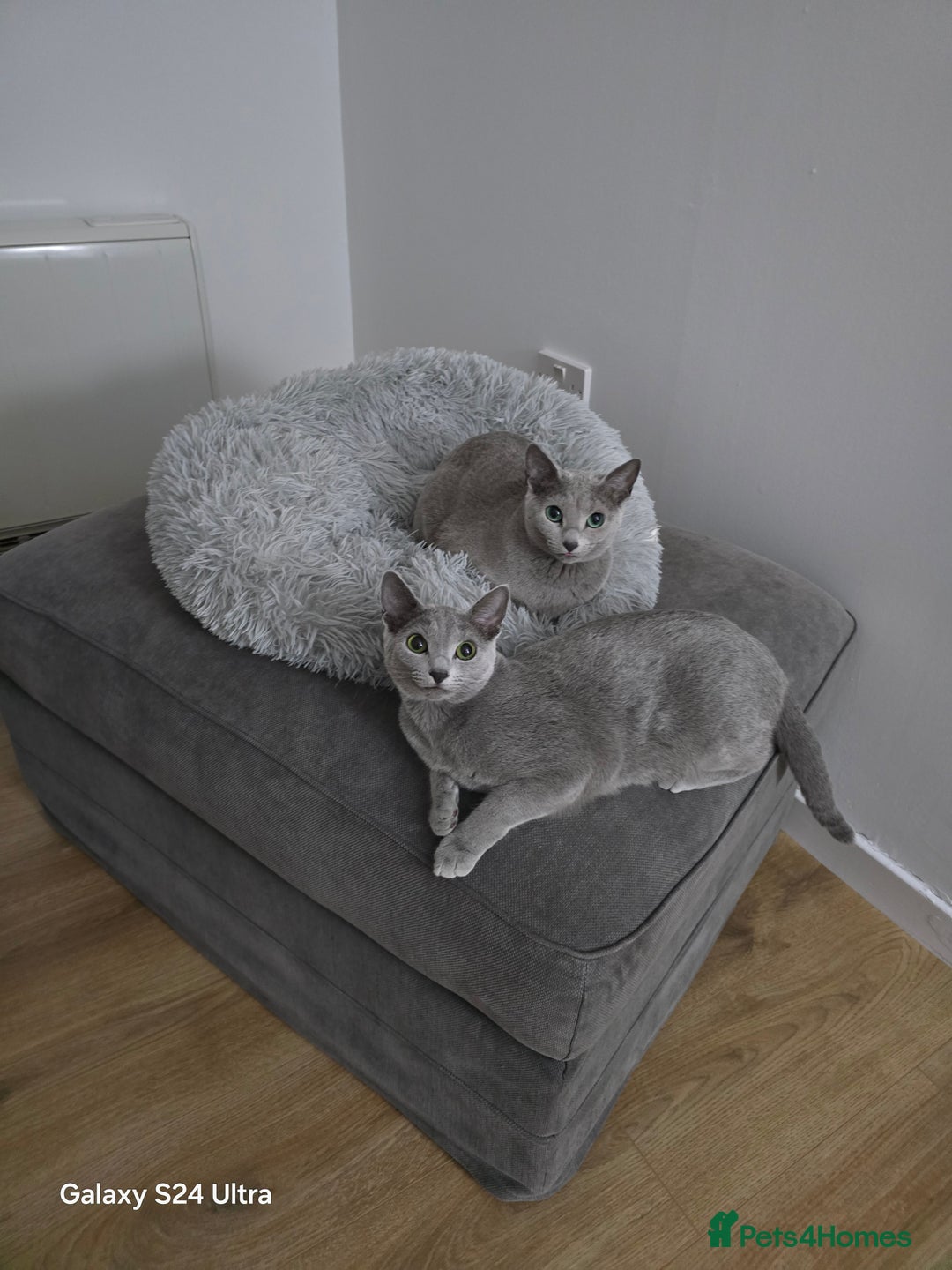 Russian Blue cats for sale: Pedigree Blue Russian kittens Gccf  - Image 8