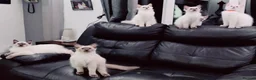 Ragdoll cats for sale: pedigree Ragdoll  - Advert 40