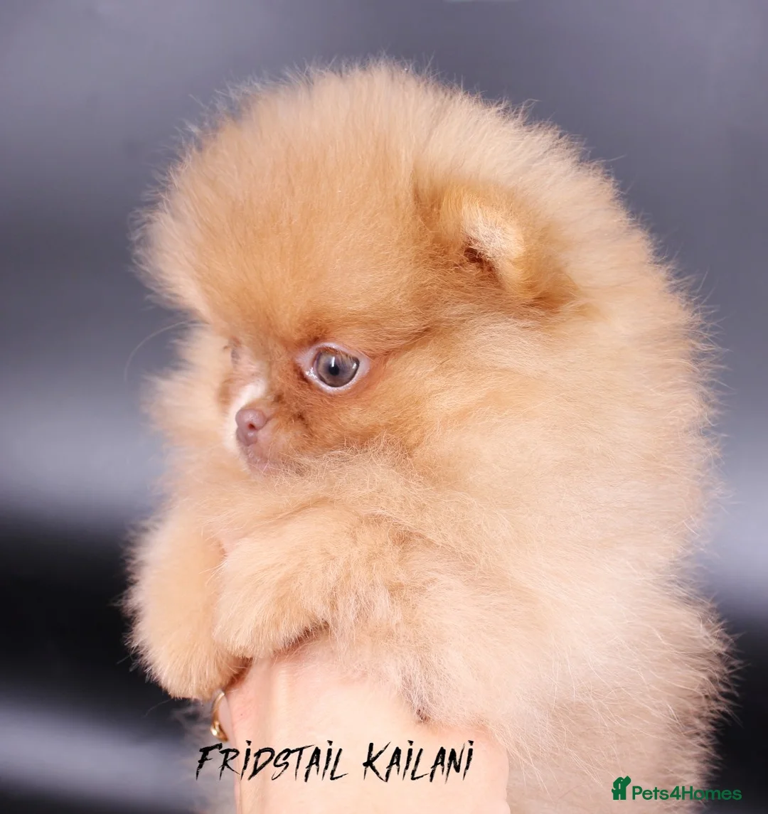 Pomeranian dogs for stud: 1.8kg Tiny Choco Carry Tan Blue Lilac DNA tested in Rotherham - Advert 27