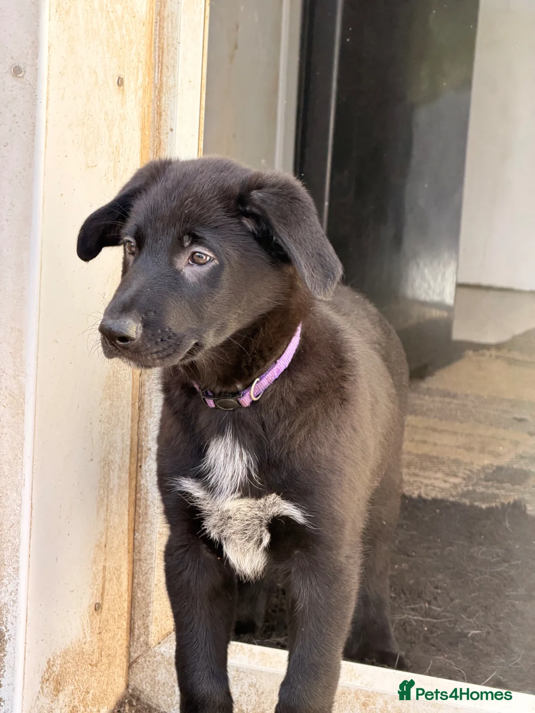 Mixed Breed dogs for sale: Male shollie - Advert 2