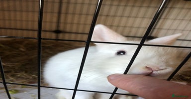 Netherland Dwarf rabbits - Advert 8