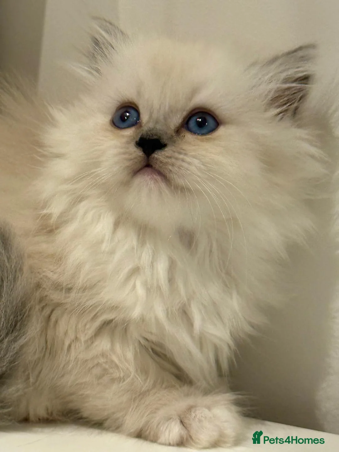 Mixed Breed cats for sale: Ragdoll x Highland Fold ONE GIRL LEFT - Advert 6