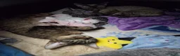 Devon Rex cats for sale: 🐾 Expected Devon Rex Kittens–August 2026 🐾 - Advert 26