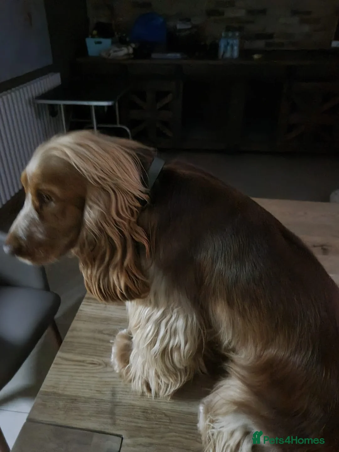 Cocker Spaniel dogs for stud: Show cocker health tested stud CHOCOLATE SABLE in Brentwood - Advert 9