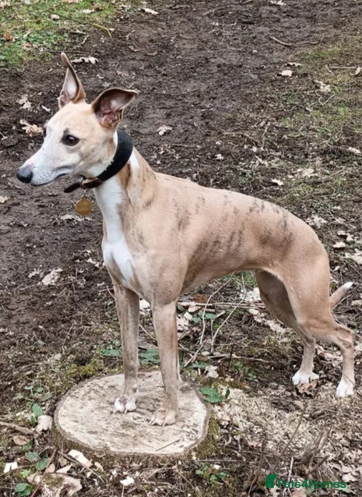 Whippet dogs KC registered whippet puppies  - Advert 2