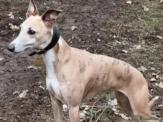 Whippet dogs KC registered whippet puppies - Advert 2