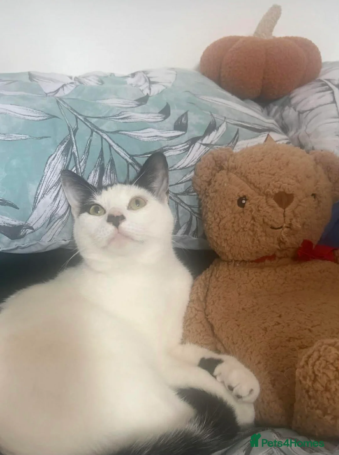 Domestic Shorthair cats for sale: Two lovely boys need a new home  - Advert 7