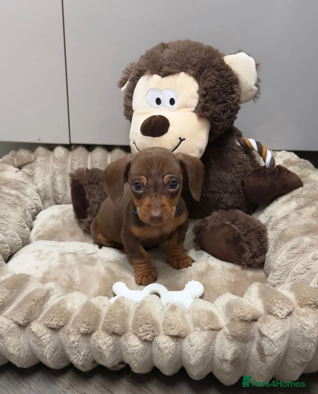 Dachshund dogs for sale: True To Type Miniture Dachshund Puppies  - Advert 8