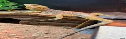 Bearded Dragon reptiles for sale: Waffles-Male bearded dragon and enclosure for sale in Felixstowe - Advert 5