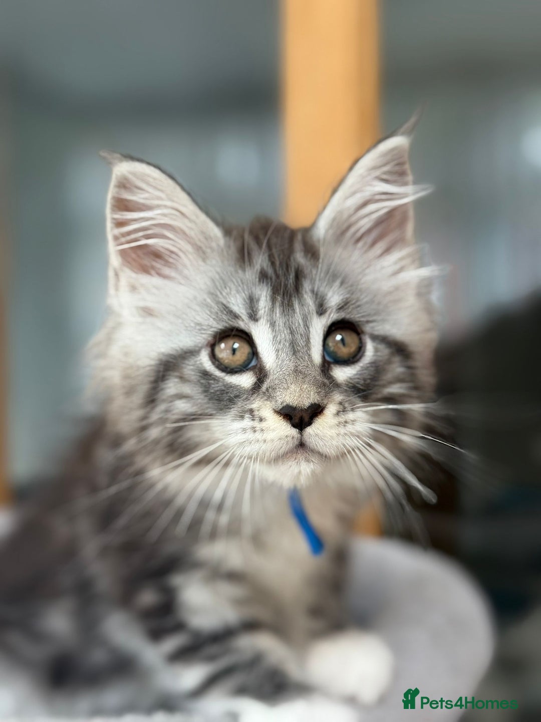 Maine Coon cats for sale: 2 Beautiful pedigree TICA reg Maine Coon kittens - Image 28