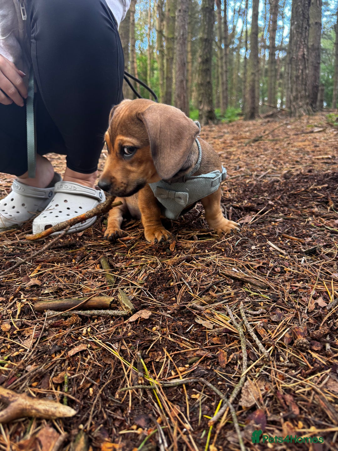 Mixed Breed dogs for sale: Dachshund  - Image 8