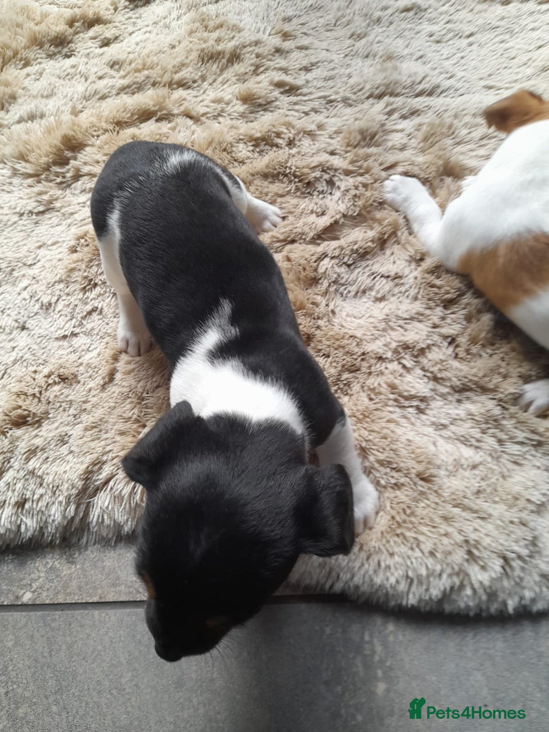 Jack Russell dogs for sale: Jack russel puppy  - Advert 3