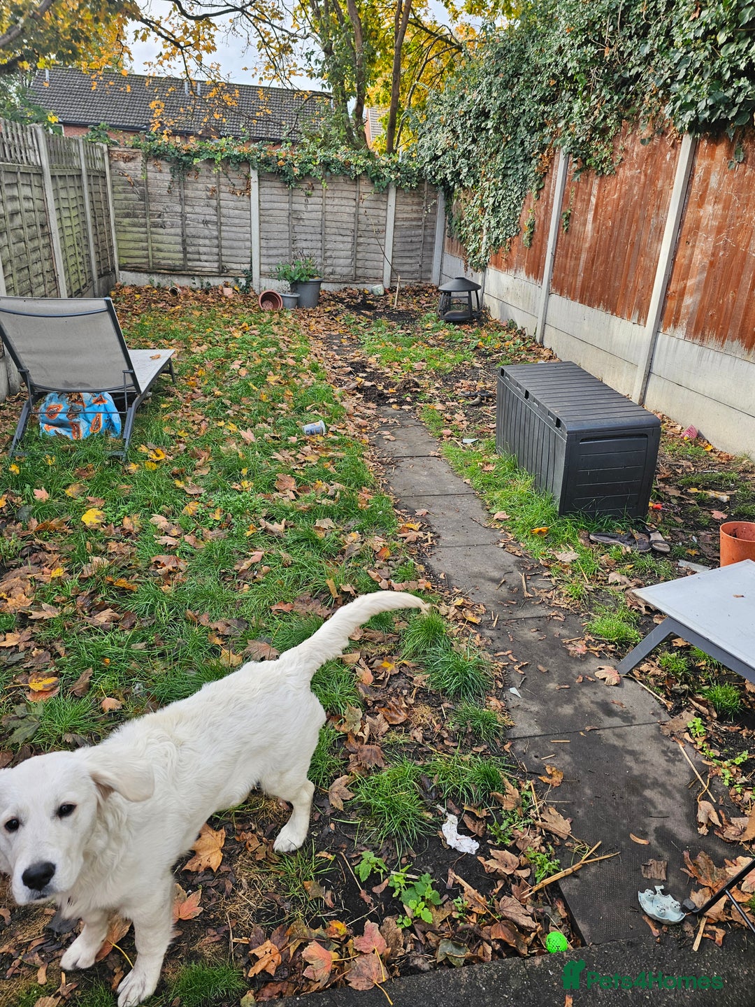 Golden Retriever dogs for sale: KC Reg Golden Retriever (F) 8mo – £1,100 ONO - Advert 9