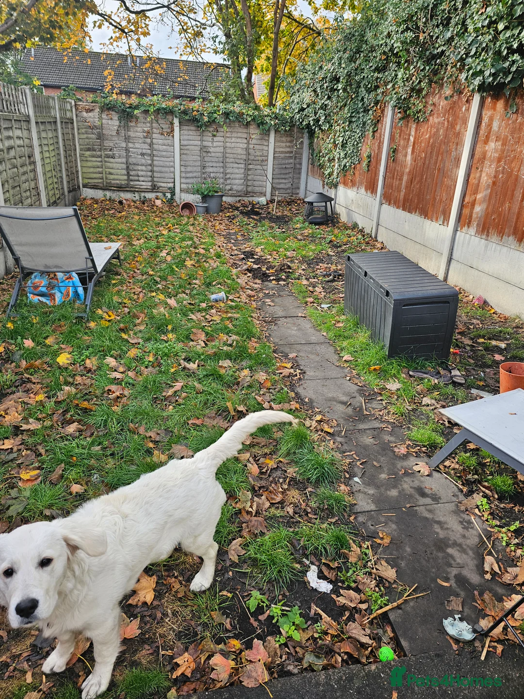 Golden Retriever dogs for sale: KC Reg Golden Retriever (F) 8mo – £1,100 ONO - Advert 9