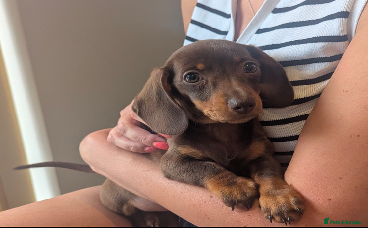 Miniature Dachshund dogs - Advert 1