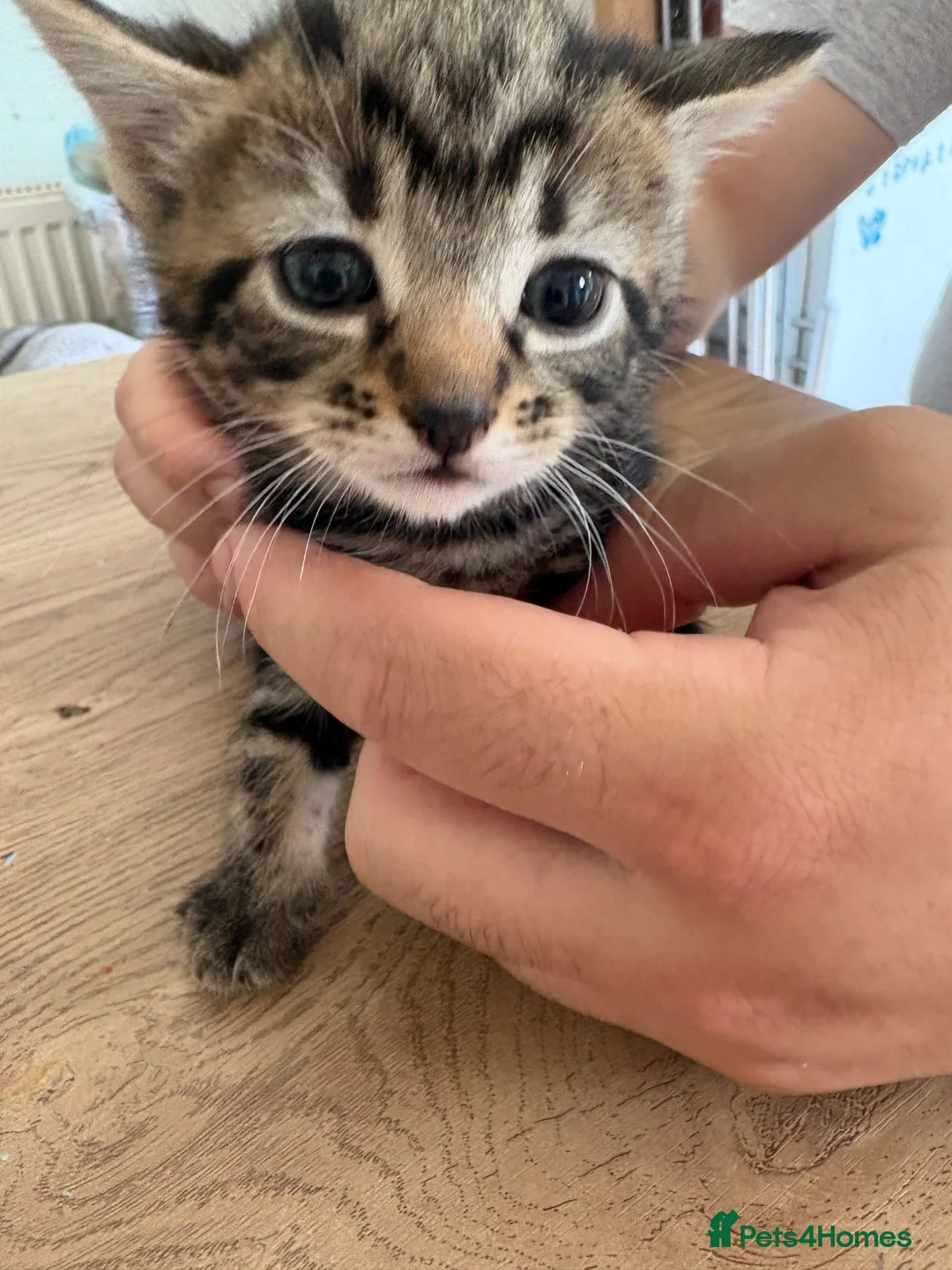 Mixed Breed cats for sale: 5 kittens  - Advert 2