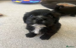 Mixed Breed dogs for sale: Shih tzu x cockerspaniel  in Chelmsford - Image 7