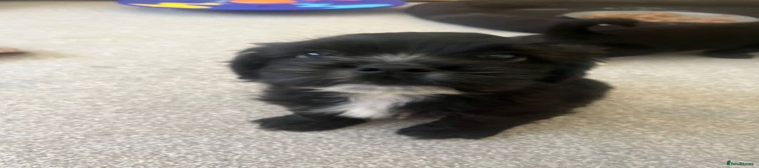 Puppy- Green
