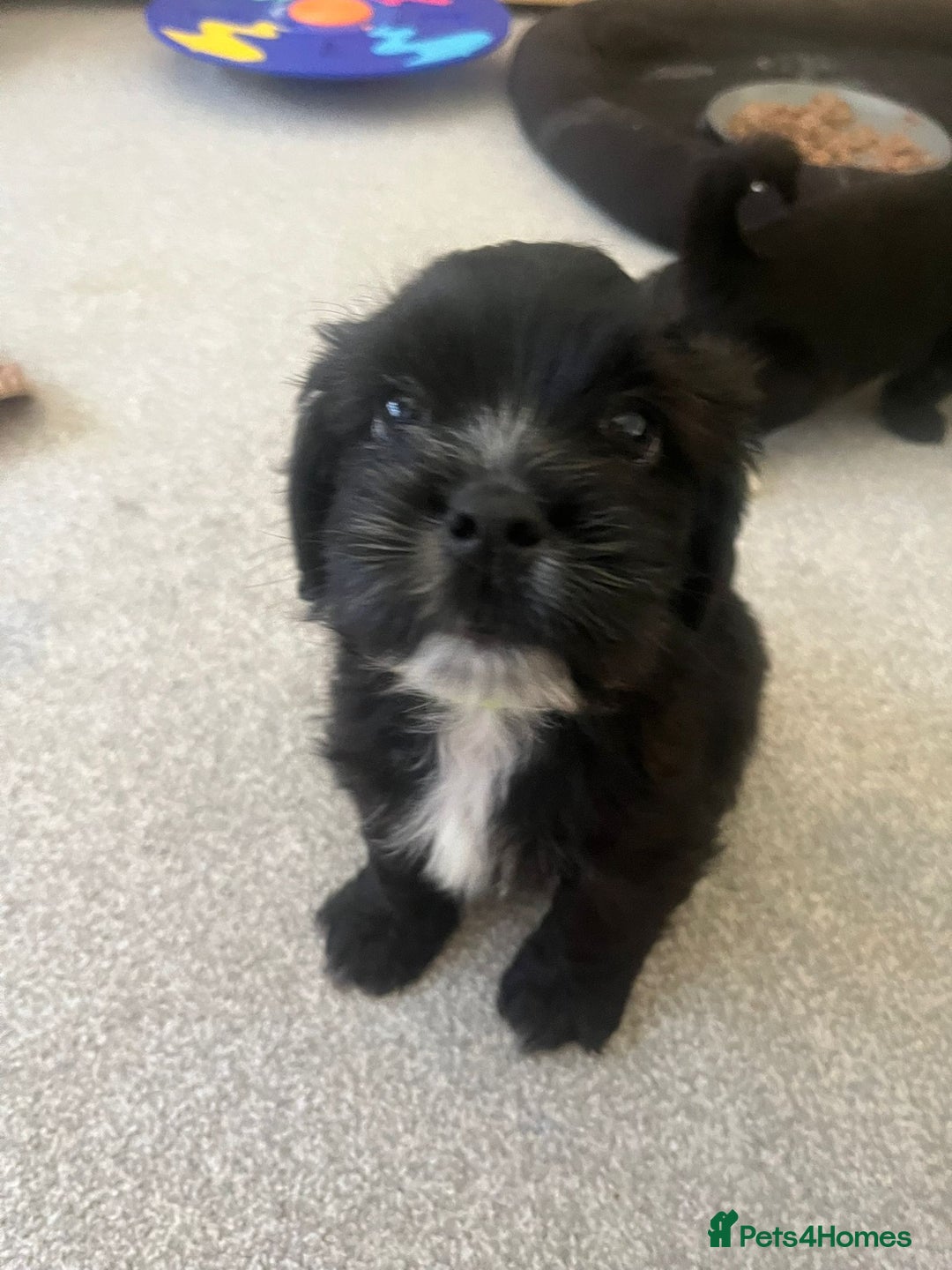 Mixed Breed dogs for sale: Shih tzu x cockerspaniel  in Chelmsford - Image 7