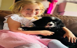 Mixed Breed dogs for sale: Labernese x Bernese mountain dog puppies READY NOW - Image 7