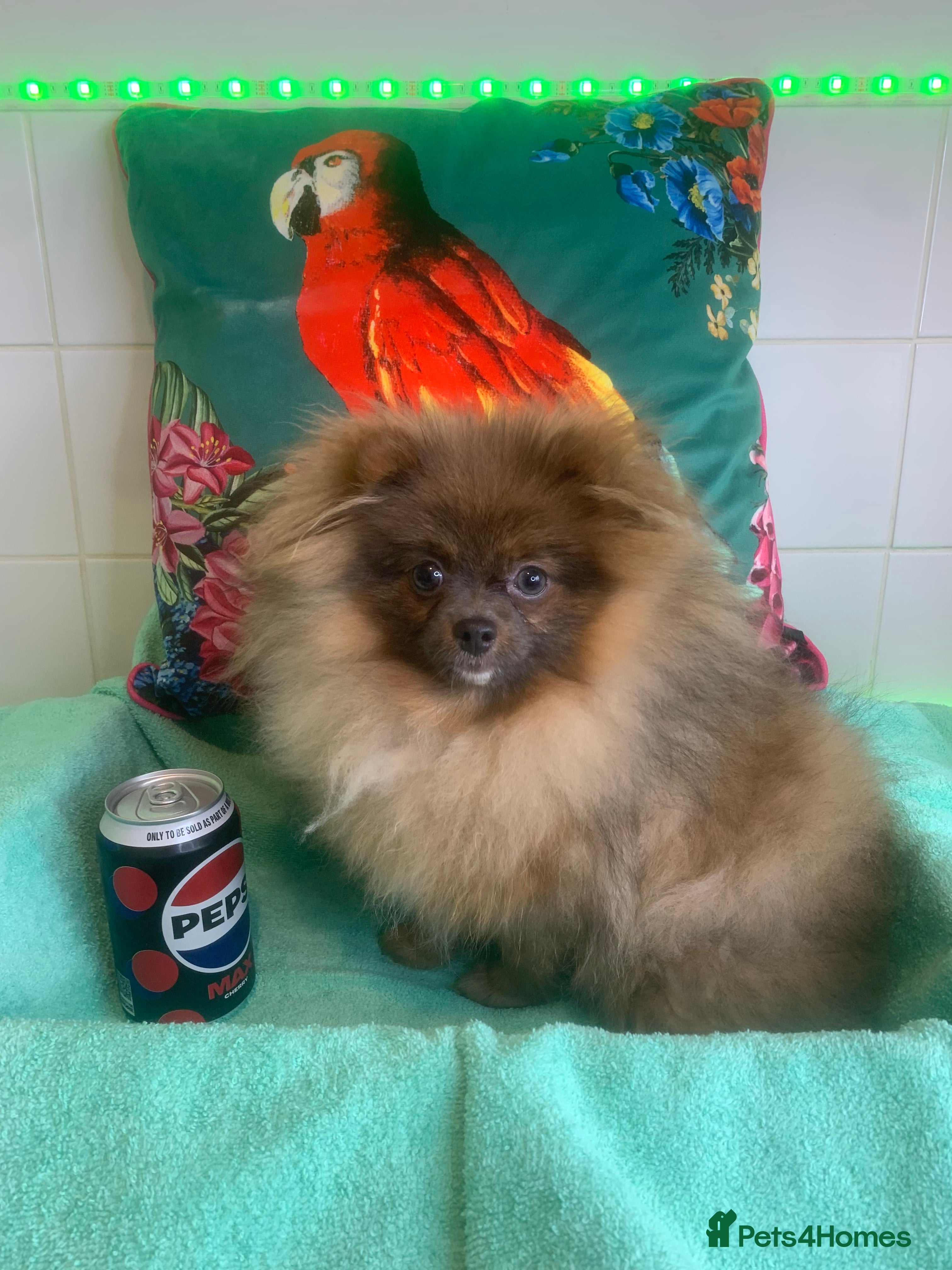 Pomeranian dogs Female Tiny Pomeranian 6 months  - Advert 11