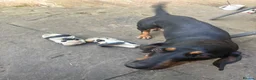 Dachshund dogs for sale: Beautiful Dachshund Boys! - Advert 2