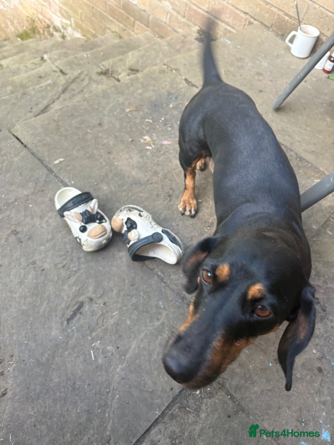 Dachshund dogs for sale: Beautiful Dachshund Boys! - Advert 2