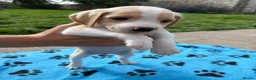 Beagle dogs for sale: Beagle Puppies - Advert 2
