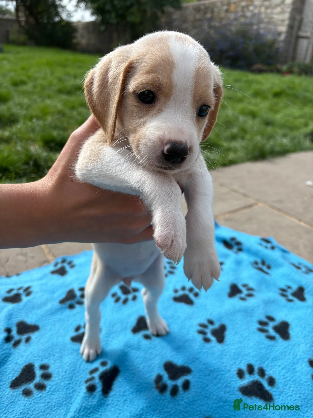 Beagle dogs for sale: Beagle Puppies - Advert 2