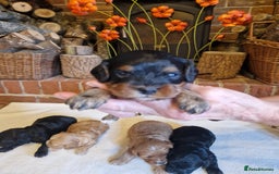 Cavapoo dogs for sale: Quality True mini Cavapoo Puppies in Eastleigh - Image 16