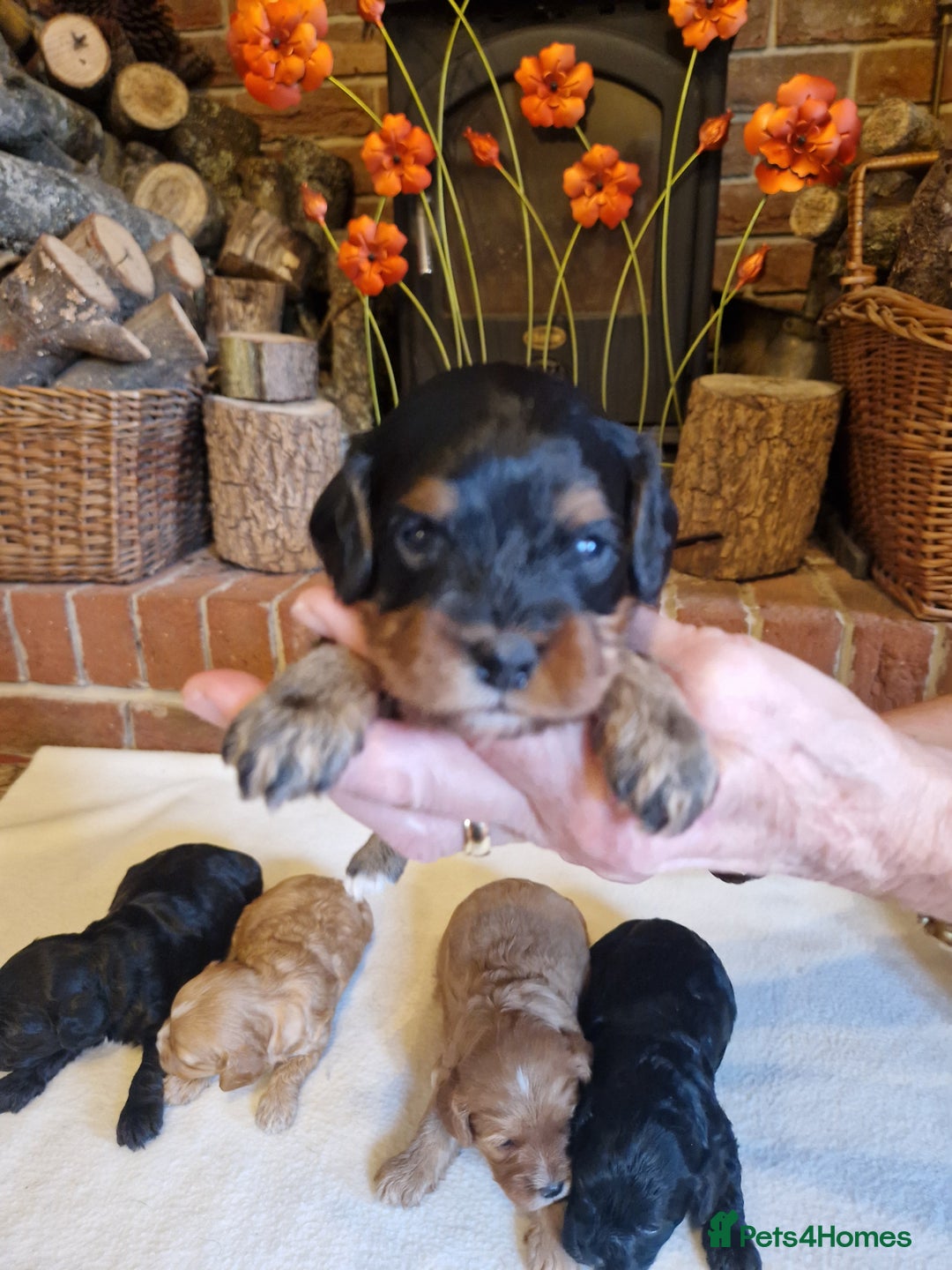 Cavapoo dogs for sale: Quality True mini Cavapoo Puppies in Eastleigh - Image 16