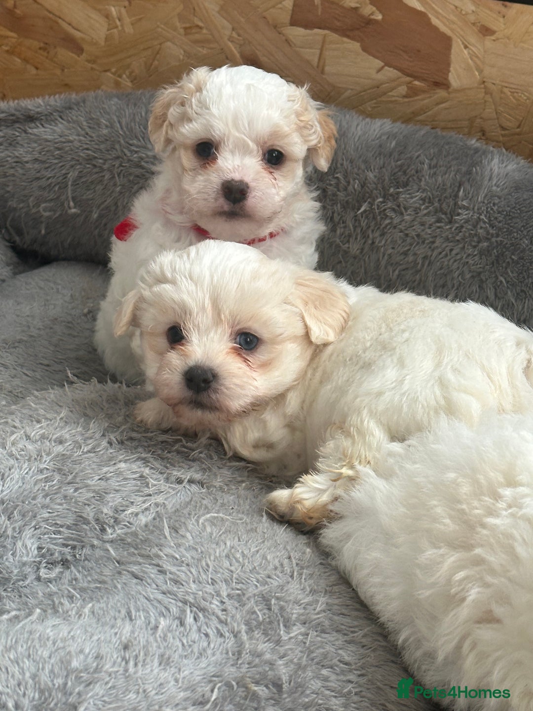Bichon Frise dogs for sale: Bichon Maltese - Advert 6