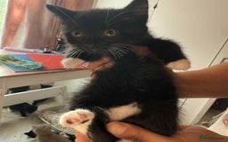 Mixed Breed cats for sale: 6 kittens for sale - Image 7