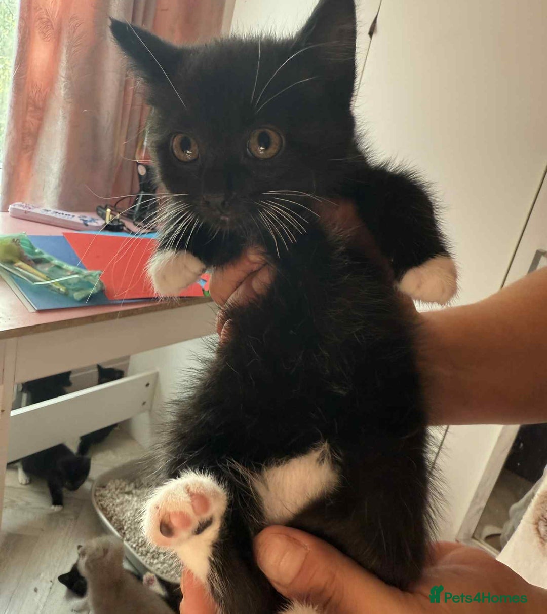 Mixed Breed cats for sale: 6 kittens for sale - Image 7