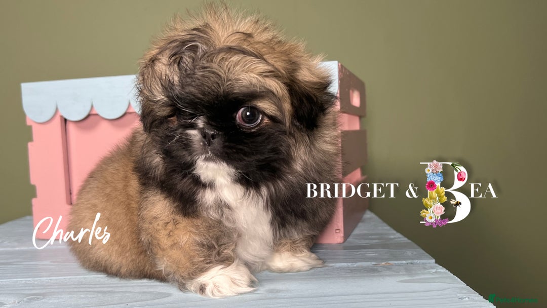Pekingese dogs for sale: ⭐️QUALITY KC PUPS⭐️ - Advert 9