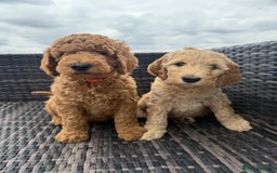 Irish Doodle dogs for sale: 6 beautiful F1b Irish Doodle puppies ❤️🐶 - Image 2