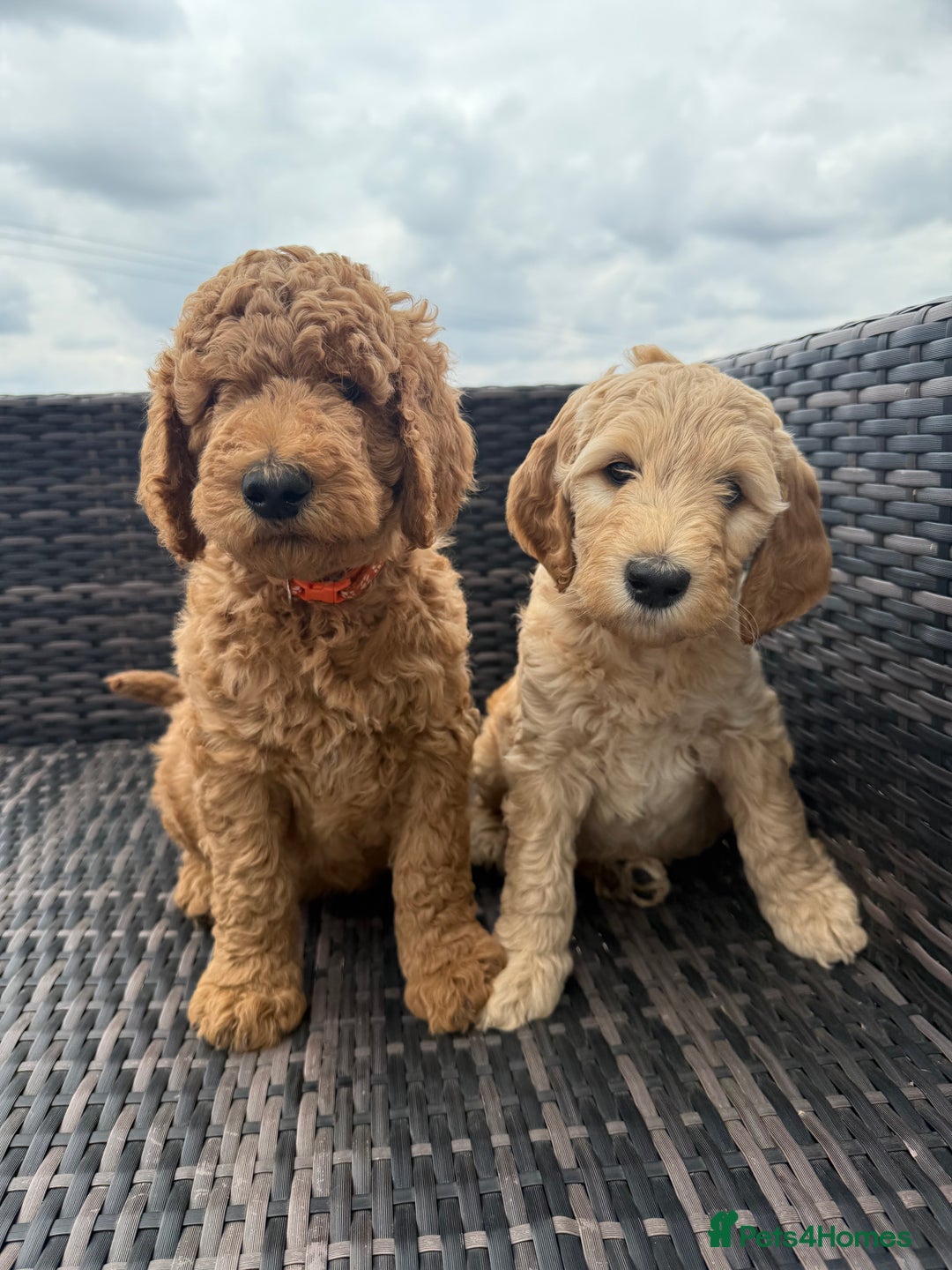 Irish Doodle dogs for sale: 6 beautiful F1b Irish Doodle puppies ❤️🐶 - Image 2