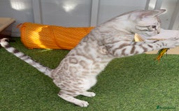 Bengal cats for sale: Sensational Seal Silver Mink Active Bengal Stud - Image 4