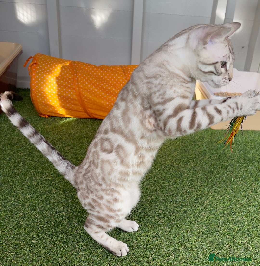 Bengal cats for sale: Sensational Seal Silver Mink Active Bengal Stud - Image 4