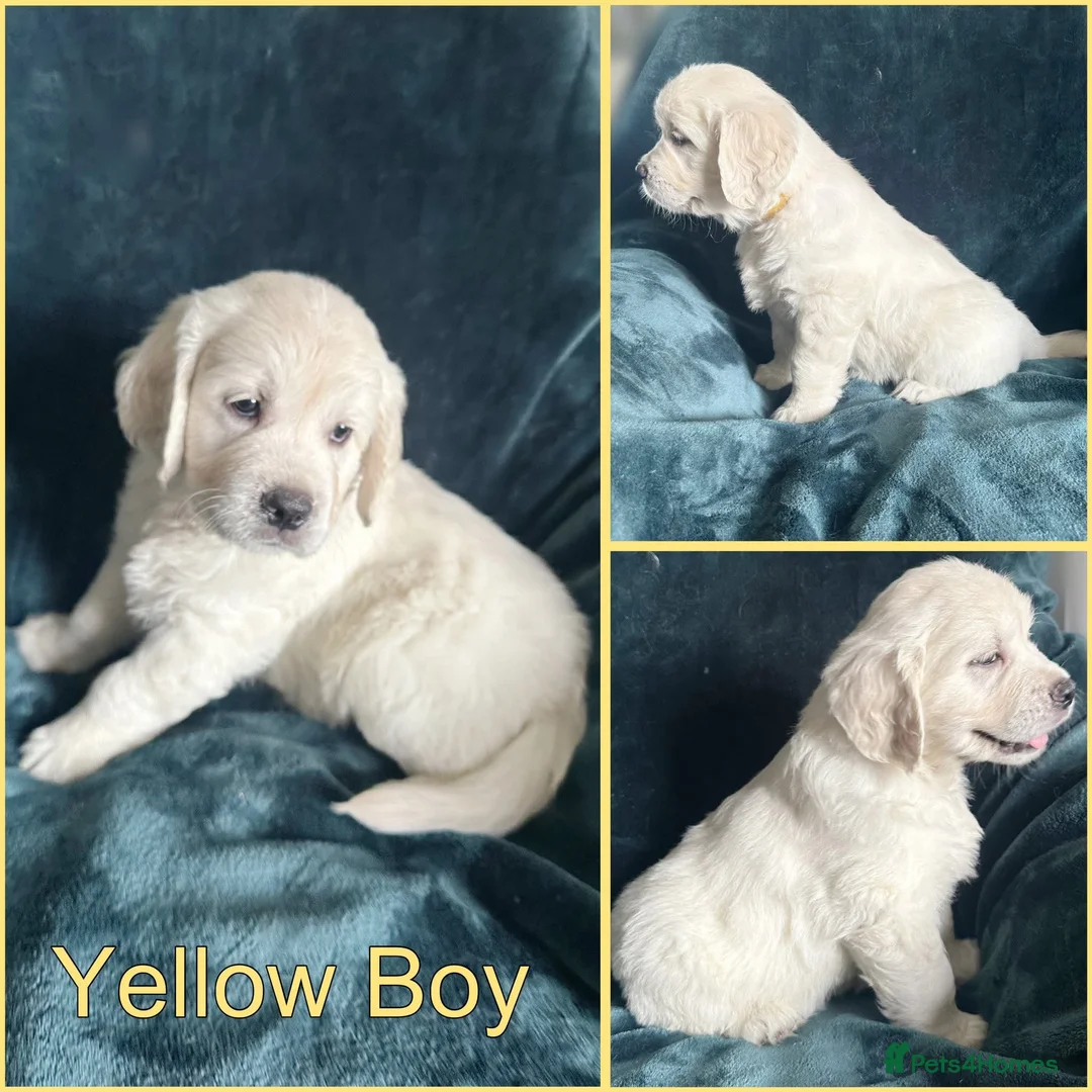 Golden Retriever dogs for sale: BEAUTIFUL GOLDEN RETRIEVER PUPPIES  🐾* - Advert 8