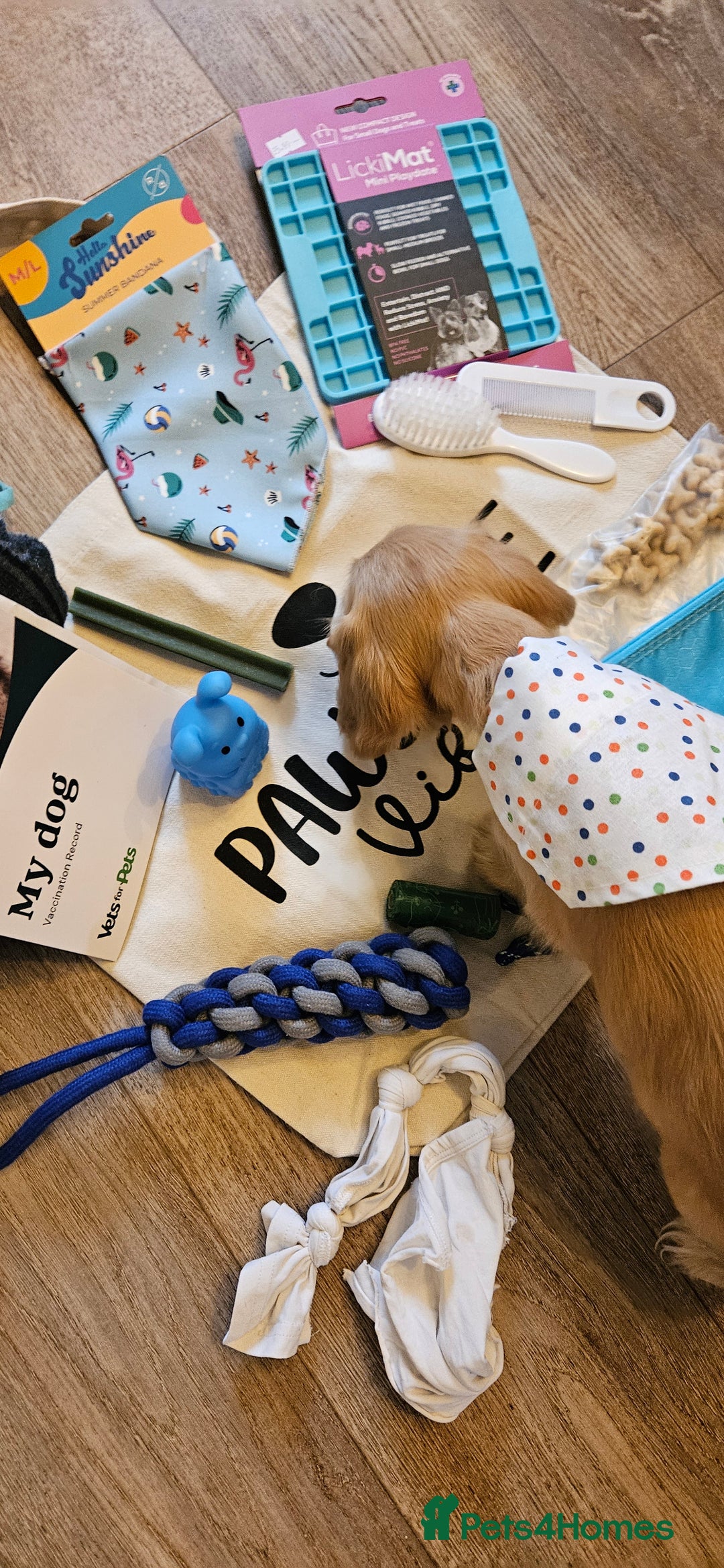 Cocker Spaniel dogs for sale: REDUCED: Last Show Cocker Spaniel Male 💚 - Image 22