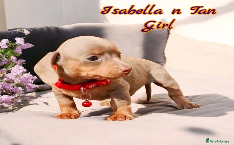 Dachshund dogs - Advert 2